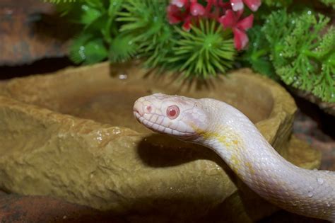 corn snakes eat chicks  surprising answer reptiles amphibians