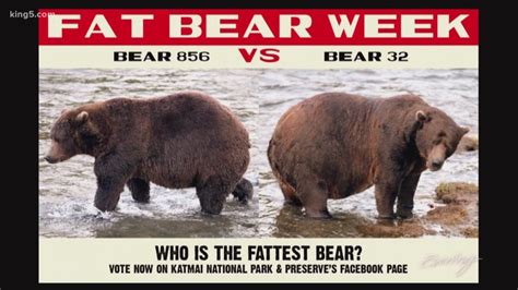 fat bear week that s a thing