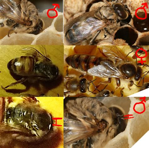 dead queen honey bees forum  permies