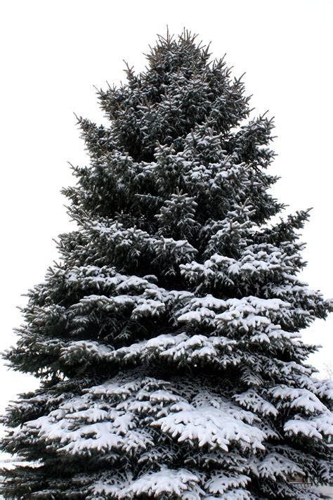 pine tree coated  snow picture  photograph  public domain