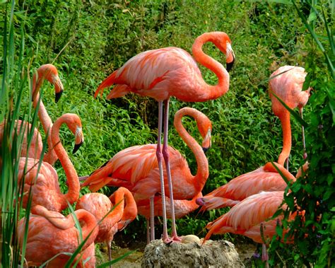 pink flamingo watching   egg parc des oiseaux
