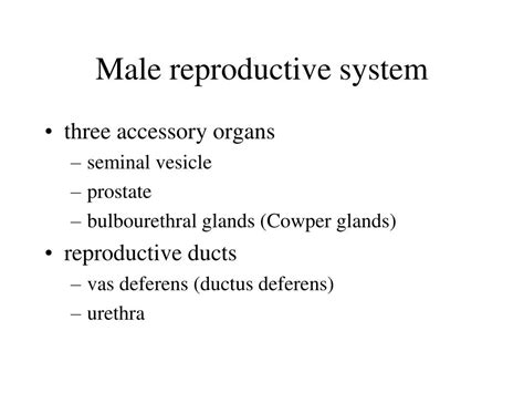 Ppt Male Reproductive System Powerpoint Presentation