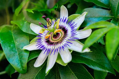 Passion Flower Care And Uk Growing Tips Upgardener™