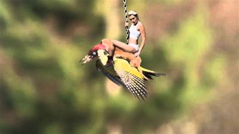 weasel hitches a ride on a woodpecker youtube