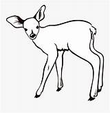 Fawn Doe Buck Umriss Template Antlers ظبي صوره Animal Hellblond Kolorowanki Clipartkey 1001freedownloads sketch template