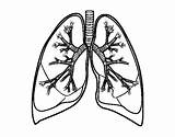 Pulmones Polmoni Bronquios Colorear Lungs Bronchi Pulmons Poumons Dibuix Humano Pulmoes Cuerpo Acolore Dibuixos Stampare Bronche Umano sketch template