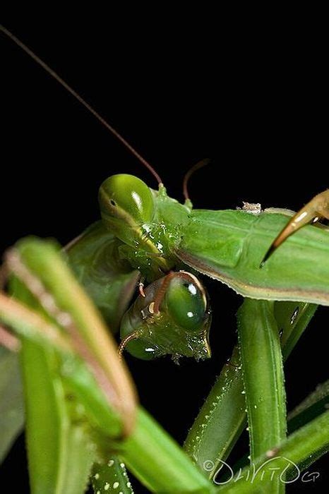 female praying mantis kills her partner 10 pics