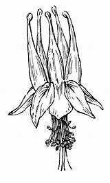 Aquilegia Columbine Flower Canadensis Drawing Ranunculaceae Red Botany Go Copyright Getdrawings Wild sketch template