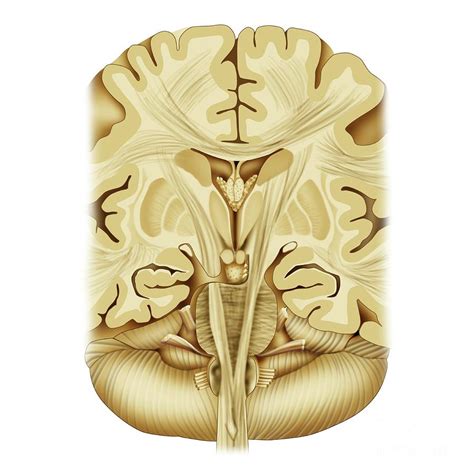 pyramidal tracts  frontal brain section photograph  maurizio de angelisscience photo