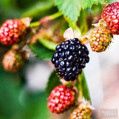 grow blackberries growing blackberries growing fruit grow