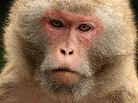 china trains monkeys  destroy birds nests   wwii commemoration