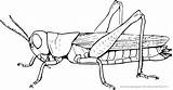 Grasshopper Insekten Grasshoper Malvorlage Locust Grashuepfer Schmetterlinge Grillen Hopper Line Insects Malvorlagen صوره Kaefer تلوين Animales Grashüpfer Kb Animal Heuschrecke sketch template