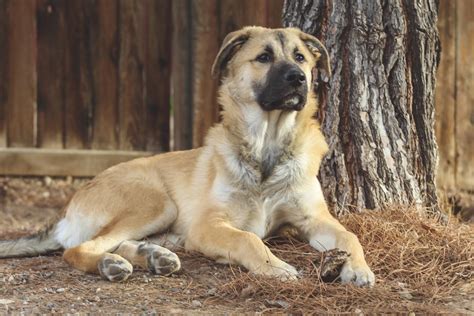 german shepardgreat pyrenees mix  huge   months