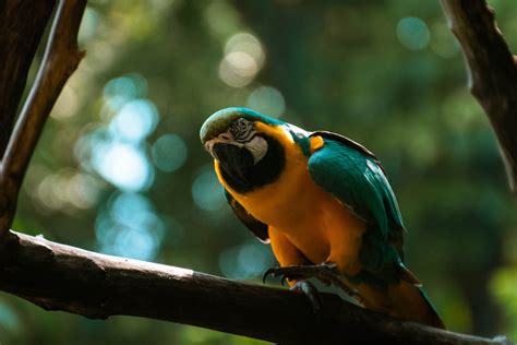 macaw bird  stock photo