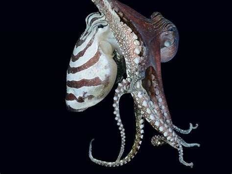 What’s Odd About That Octopus It’s Mating Beak To Beak