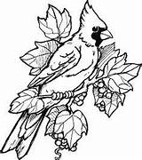 Cardinal Stamps Birds Kardinal Rubber Stampin Drawing sketch template