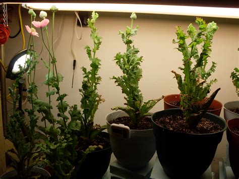 indoor poppies botanicals mycotopia