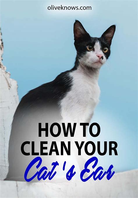 clean  cats ears oliveknows cats cat exercise cat
