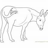 Donkey Coloring Pages Cotentin Coloringpages101 sketch template