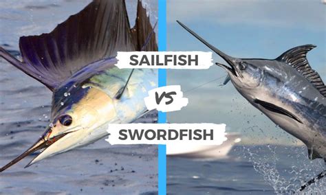 sailfish  swordfish  main differences
