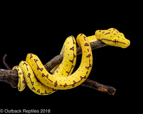 Manokwari Green Tree Python Outback Reptiles