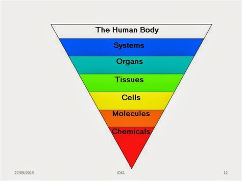 struktur tubuh manusia secara lengkap human body