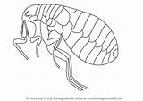 Flea Draw Drawing Step Insects Tutorials Drawingtutorials101 Template Coloring Sketch sketch template