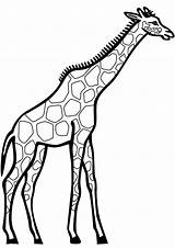 Giraffe Girafas Girafa Giraf Ausmalbilder Jirafa Bambini Printable Colorare Artes sketch template