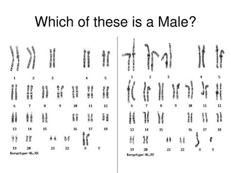 ppt chromosomal mutations and nondisjunctions powerpoint presentation