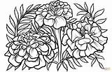 Marigold Tegninger Morgenfrue Supercoloring Marigolds Blomster Kategorier sketch template