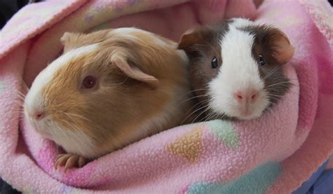 baby guinea pigs ready  adoption