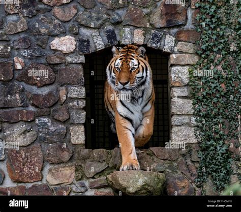 tiger leaving  den coming    sunshine stock photo alamy
