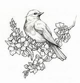 Birds Sketches Pajaros Blossoms Easy sketch template