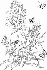 Coloring Lupine Flower Pages Designlooter Drawings sketch template
