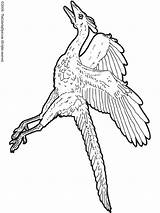 Archaeopteryx Coloring Pages Dinosaurs Kids Colouring sketch template