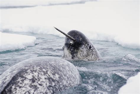 linked  smuggling narwhal tusks plead  guilty nytimescom