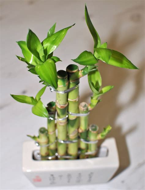 grow lucky bamboo   top tips