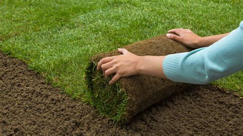 grass sod cost prices installation