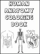 Anatomy Coloring Physiology Pages Getcolorings sketch template