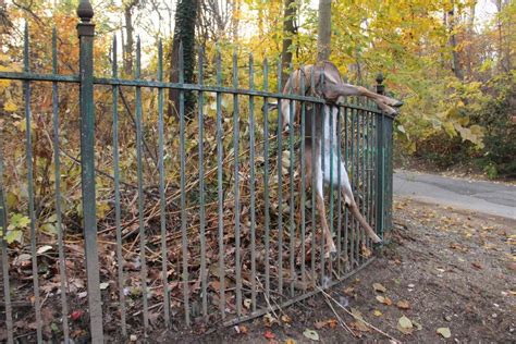 deer found impaled on fence glen cove ny patch