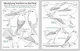 Warbler Coloring Yellow Pages Warblers Infographic Identifying Kids Capture Screen Nature Designlooter Wildlife Identification Ecosystem Woodpecker Role 1308 91kb sketch template