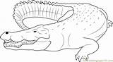 Crocodile Coloring Saltwater Pages Coloringpages101 Color Pdf sketch template