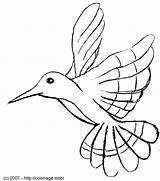 Oiseau Oiseaux Colibri Coloriage Mouche Coloriages Animaux Picaflor Hummingbird Humming Branche Imprimer Dibujo Dessins Colibris Animales Connus également Mouches Dxf sketch template
