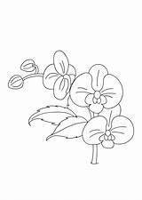 Orchid Coloring Pages Drawing Simple Flower Outline Kids Sheet Color Flowers Drawings Colouring Printable Print Turtlediary Sheets Getdrawings Prints Dots sketch template
