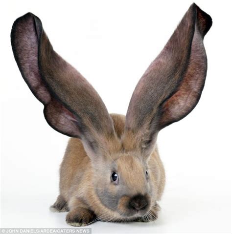 Now That S A Funny Easter Bunny Meet The Rabbit With Ears That Are