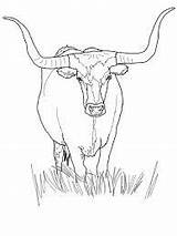 Longhorn Cattle sketch template