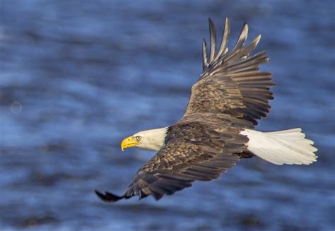 bald eagle  flight shutterbug