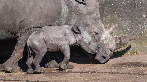 west midlands safari park celebrate  rhino birth   years latest local top stories