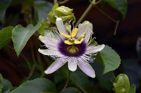 Passion Flower For Anxiety Jamaican Cookery
