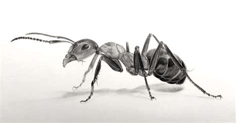 draw realistic insects tips fun facts ran art blog